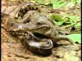 Worlds Deadliest Anaconda Vs Caiman
