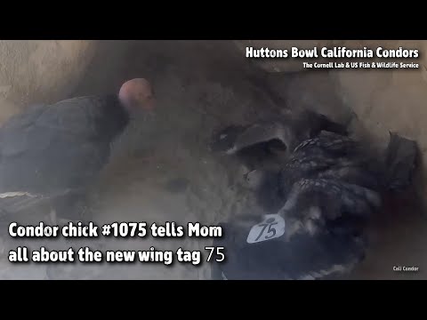 Huttons Bowl Condors🐦Condor Chick #1075 Tells Mom All About The New Wing Tag 😊2021-08-12