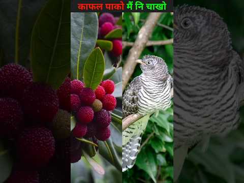 🍒काफल पाक्को🍒| Kafal pakko | Kafal pako bird sound | kafal kumaoni song | kafal fruit tree #shorts