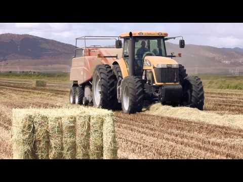 Baling rice straw after harvest