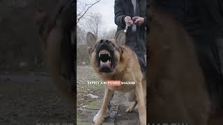 The GENIUS DOG BREED You CAN'T Outsmart 🧠⚠️ #SHORTS