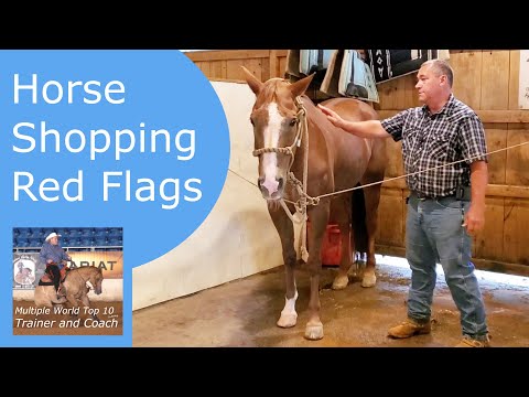 Don't look at buying a horse before watching this first