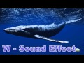 Whale Humpback Calls Sound Effects