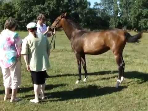 , title : 'Horse Contest Akhal Teke winner of bronze medal 2010 french horse show'