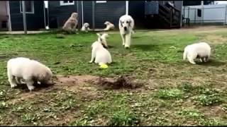 Месяц детишкам Эст Фактум "У" отметили первой прогулкой на травке