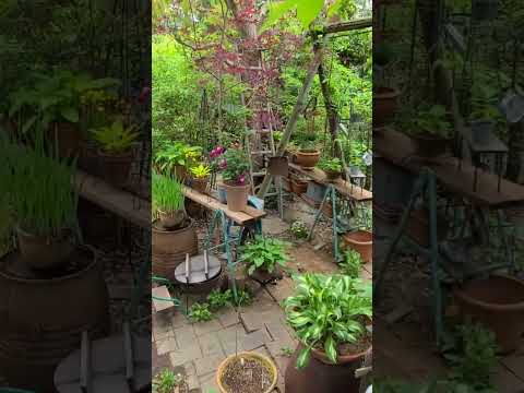 木やペレットの灰を嫌う植物は何ですか?  庭園