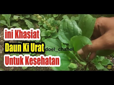 200 Gambar Daun Nampong HD Terbaru 200 Gambar Daun Nampong HD Terbaru
