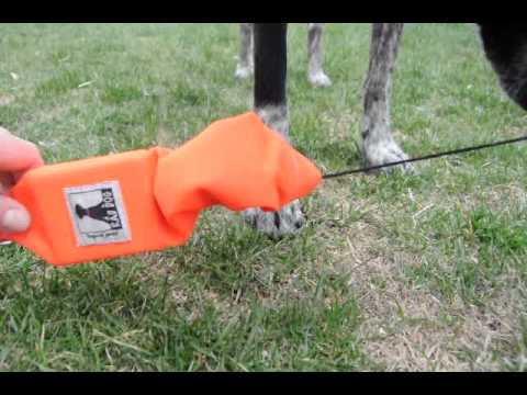 Rad Dog Release'N'Run Leash- Gear Review