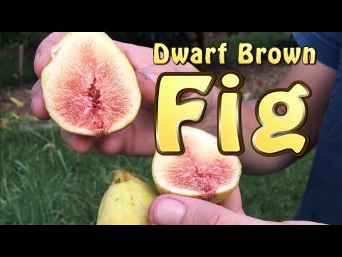 download lagu mp3 mp4 Small Figs On Tree, download lagu Small Figs On Tree gratis, unduh video klip Small Figs On Tree