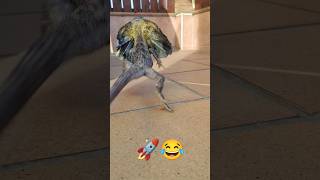 Clamidosaurio a dos PATAS  corriendo#shorts