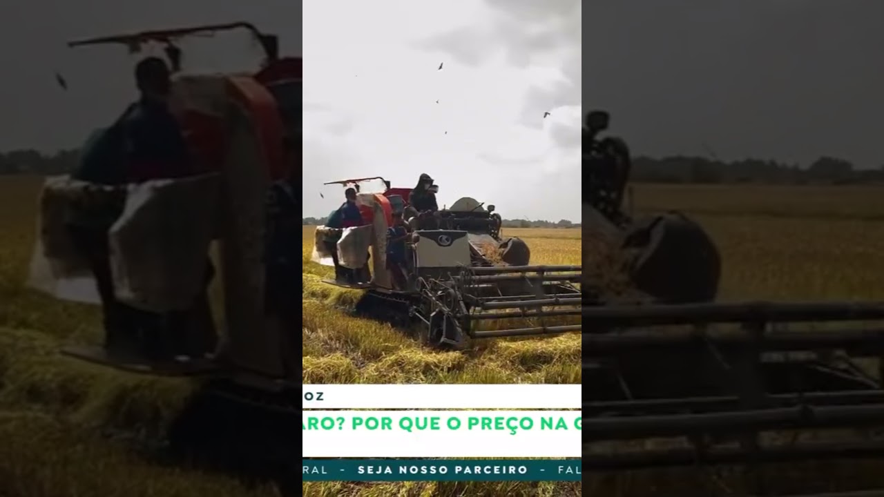 Arroz mais caro? Por que o preço na gôndola deve subir em agosto
