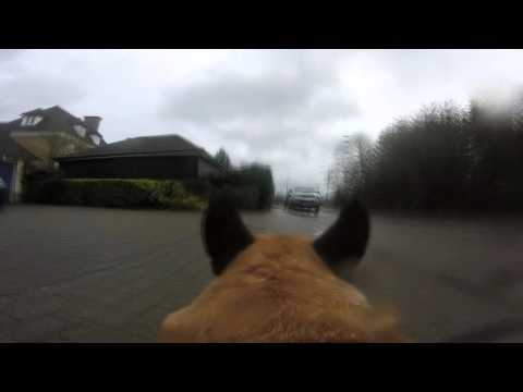 Stortford Walkies video.