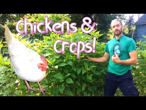 image-What can I plant for free range chickens?