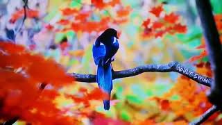 Tagged Videos: The Whitefield Brothers – "Alin"