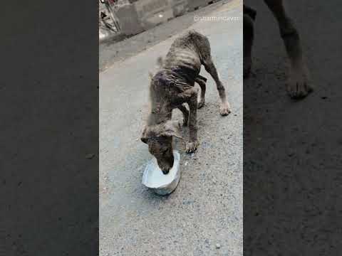Feeding Stray Dogs in Heavy Mumbai Rains | Kindness in Action  #viralshort #streetdog  #kindness