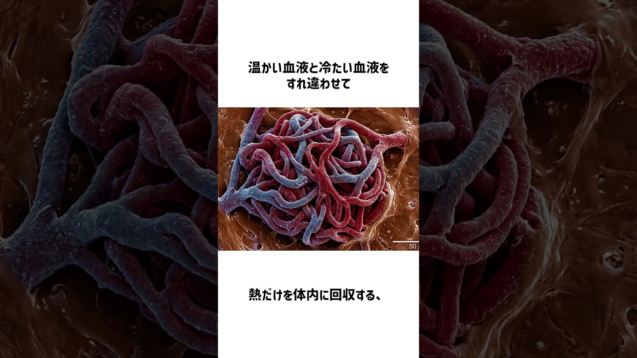 この冬におすすめ温かい魚【アカマンボウ】