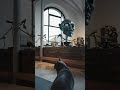 Cat Vs Sculpture 5 Seconds Of Curiosity Midjourney Art Cat Aicat Architecture Aiart Glass