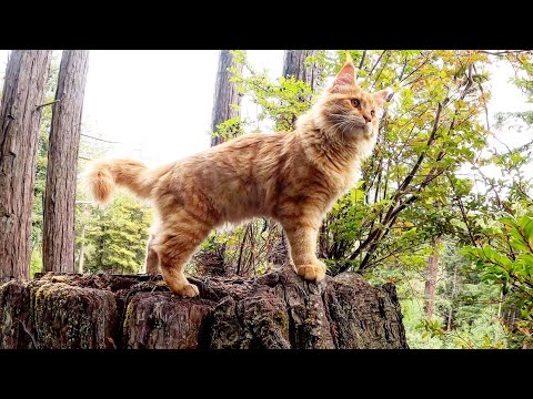 Giant Maine Coon Kitten in the Redwood Forest