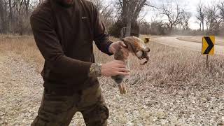 7 Second Rabbit Cleaning-1st attempt with tutorial