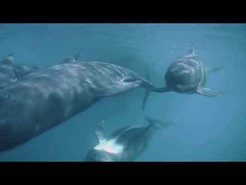 Cetaceans: the people of the ocean