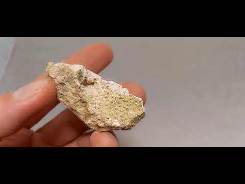 CORAL FOSSIL Stylina subornata  - Upper Jurassic - Wierzbica quarry- POLAND 1G83