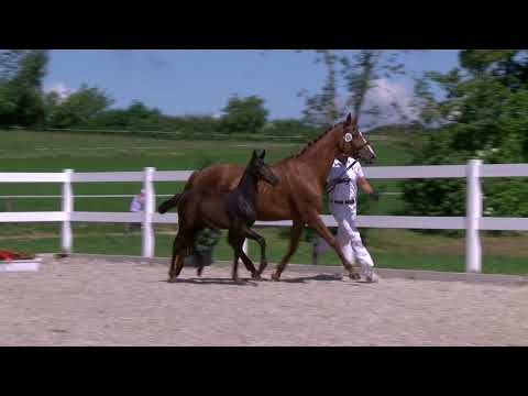 Stall Distel, Diarado-Colman-Calypso II