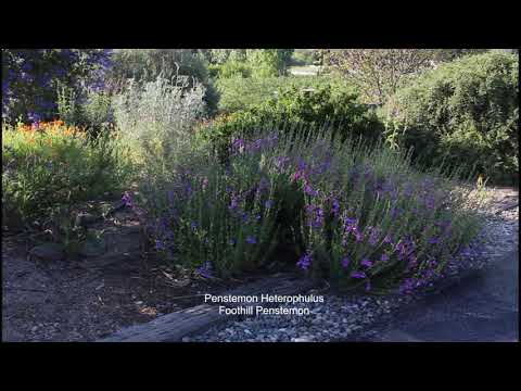 California Native Plant Garden Tour - April