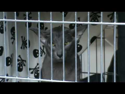 FIFe Worldshow 2009 St.Gallen Switzerland S Nova Star Dumle (www.baltior.eu)