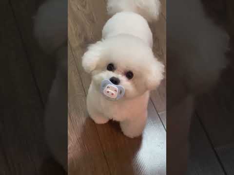 I cagnolini più simpatici da tutto il mondo #shorts