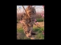 Funny Cat WhatsApp Status Video Vines Funny Cat