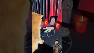 Download lagu My cat mastered black magic #cat #funny #cat #pets #comedy #funpage #funniestvideo #wacky #titmouse mp3
