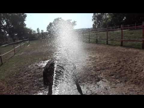 Fürstenball Colt takes a shower at 37 degree 😅