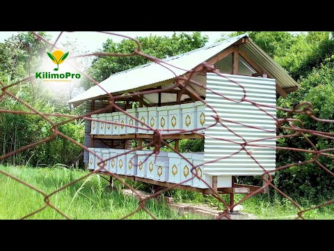 UFUGAJI NYUKI KISASA, UZOEFU WA MWANAFUNZI MFUGAJI, MIZINGA YA KIBIASHARA | Kilimopro