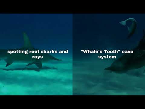 Top 5 Scuba Diving Locations in Tonga