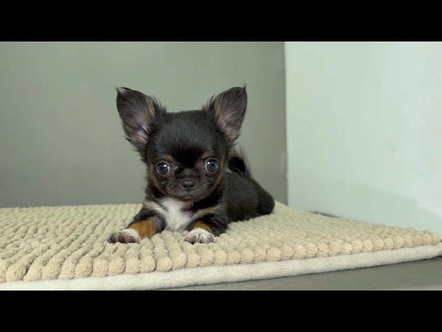 (子犬) 犬種：チワワ・ロングコート 女の子 ブリーダー マロニエケンネル　MARRONNIER KENNEL k4122の画像