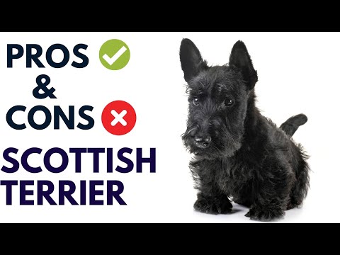 Scottish Terrier Breed Pros and Cons | Scottie Dog Advantages and Disadvantages #AnimalPlatoon