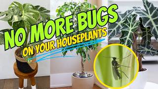 Top 5 MOST ANNOYING House Plant Pests (And How to Get Rid of Them)