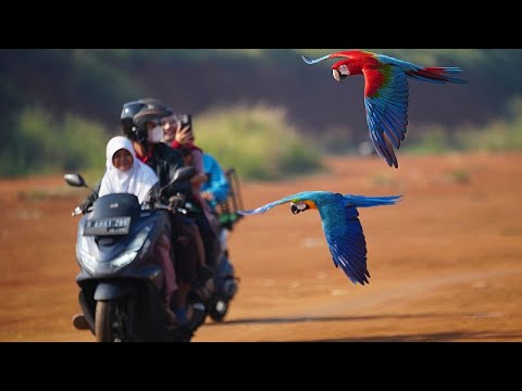 Video Thumbnail: Motorradmechaniker trainiert jetzt Aras in Jakarta