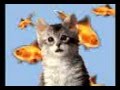 Kucing Pidato 3gp