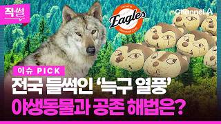 전국 들썩인 국민 늑대 ‘늑구 열풍’????????…야생동물과⚾???? 공존 해법은? ???? [직썰]