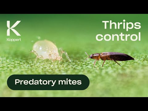 用捕食蟎（Amblyseius andersoni）控制薊馬 (Thrips Control with Predatory Mites (Amblyseius andersoni))