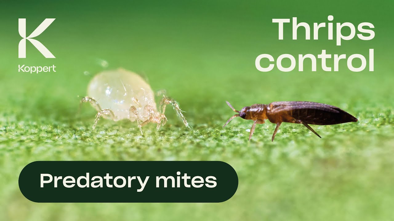 Video preview poster