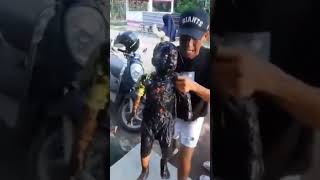 Download lagu ❗❗penampakan orang minyak KW ❗❗ #fyp #funny #orangminyak #malaysia mp3