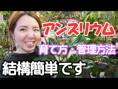 アンスリウムは過度の水やり直射日光を最も嫌います