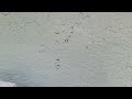 Ants Traveling Up Into the Home in Barnegat Light, NJ