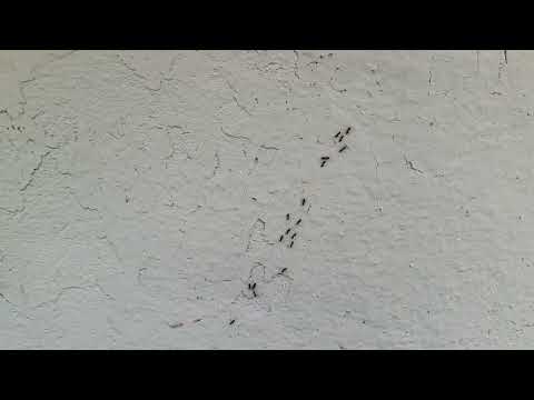 Ants Traveling Up Into the Home in Barnegat Light, NJ