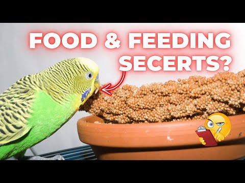 Budgie Feeding Secrets REVEALED! 🐦 Best Diet & Nutrition Tips