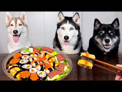 ¡Huskies prueban SUSHI por primera vez! Reacción inesperada de los perros