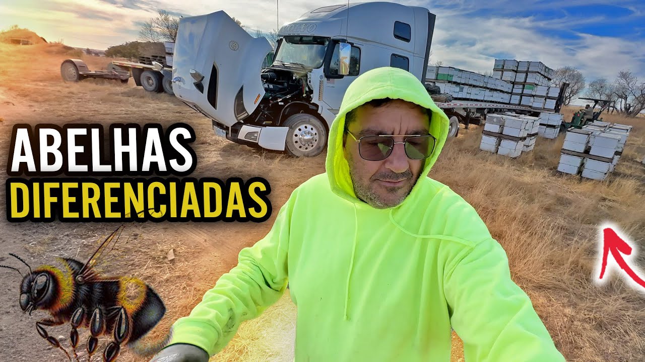 ESSAS ABELHAS SÃO DIFERENCIADAS- ME PERDI CHEGANDO NO CARREGAMENTO- PEGUEI ESTRADAS DE TERRA