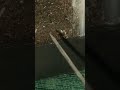 Baby Pillbugs, Roly Polys buried in dirt chilling, staying moist #pillbug #crustaceans #babies #cute